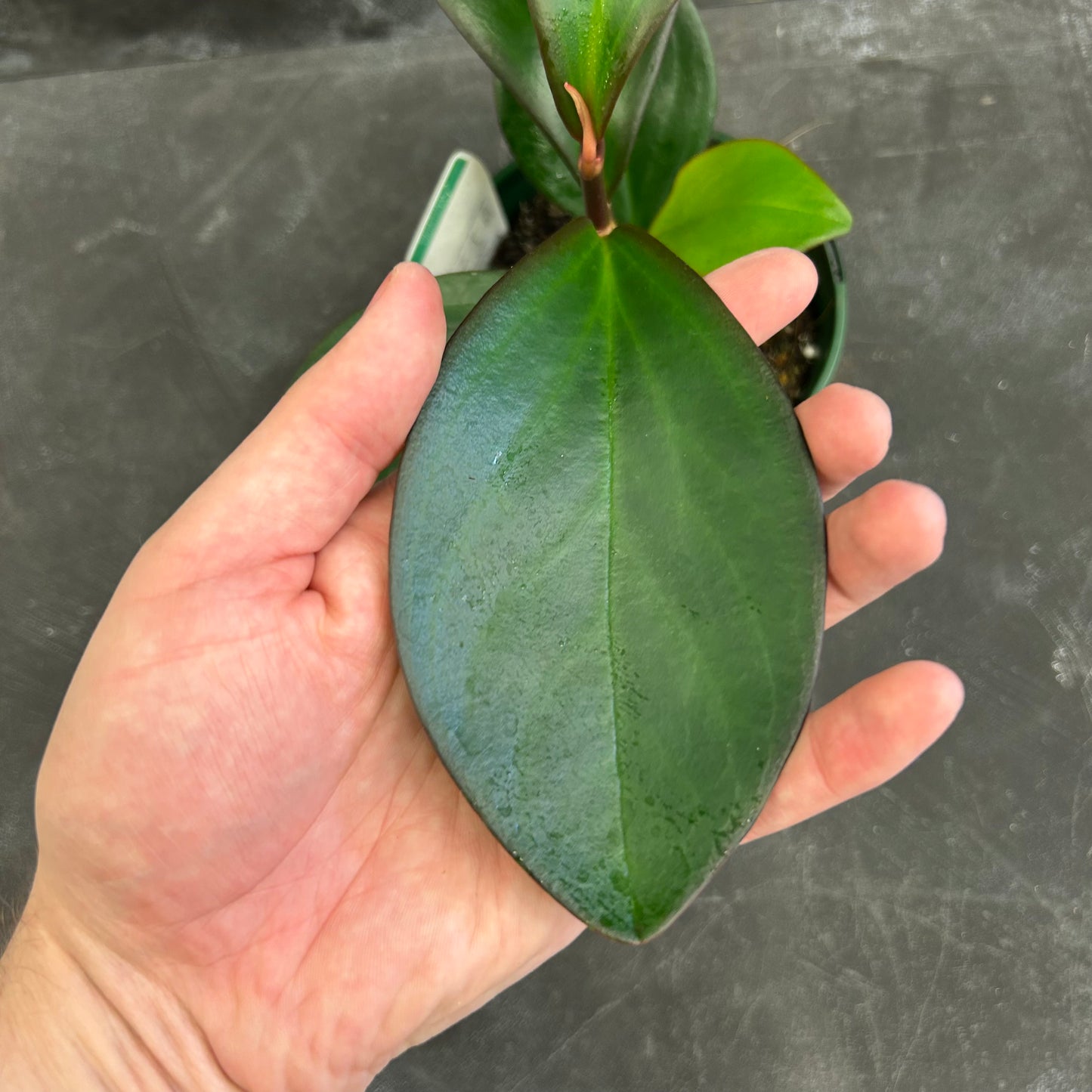 Peperomia Clusifolia Red Edge 140mm