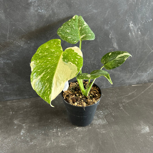 Monstera Thai Constellation 120mm