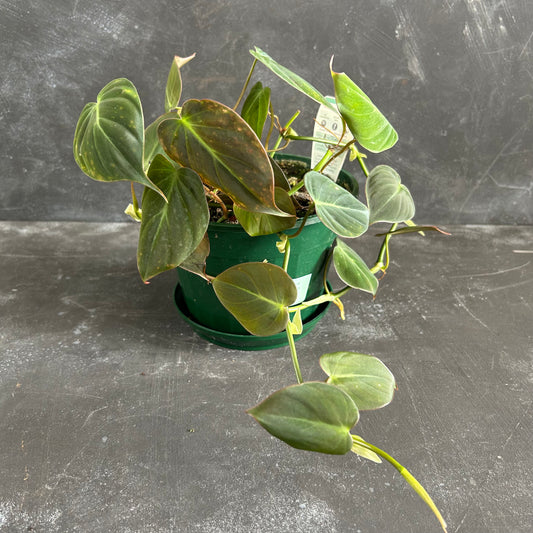 Philodendron Micans 175mm