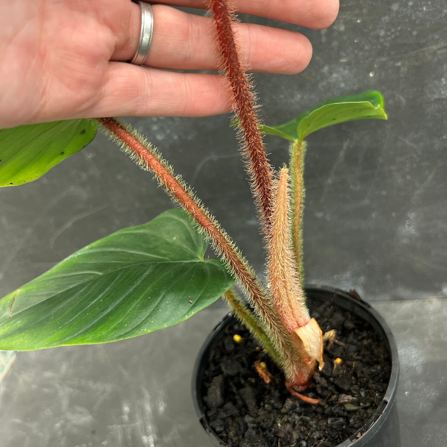 Philodendron Serpens 125mm