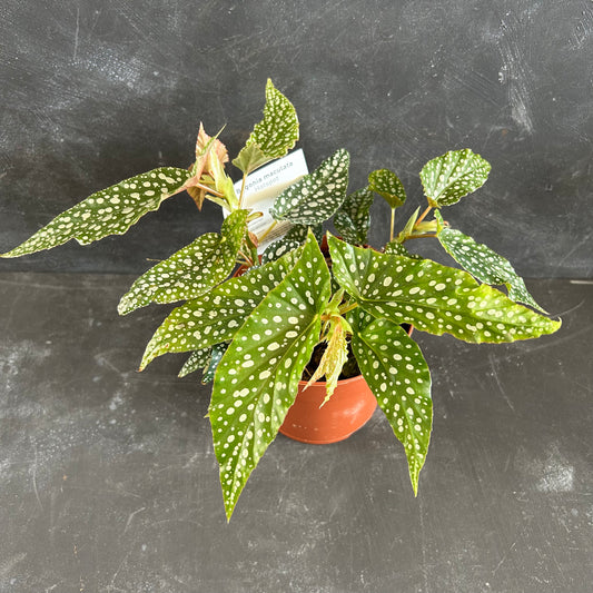 Begonia Hotspot 140mm