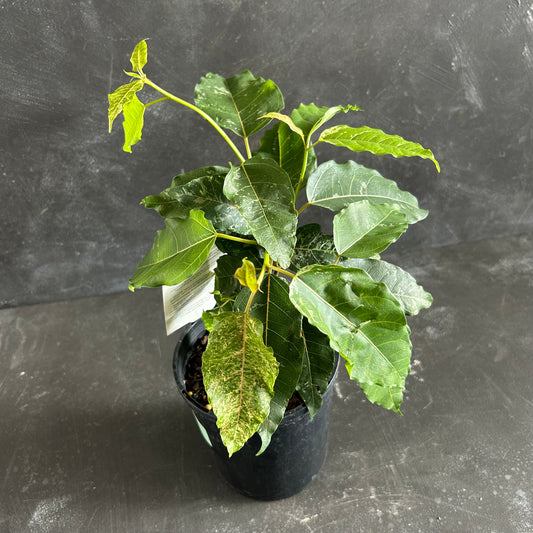 Ficus Snow Storm 125mm