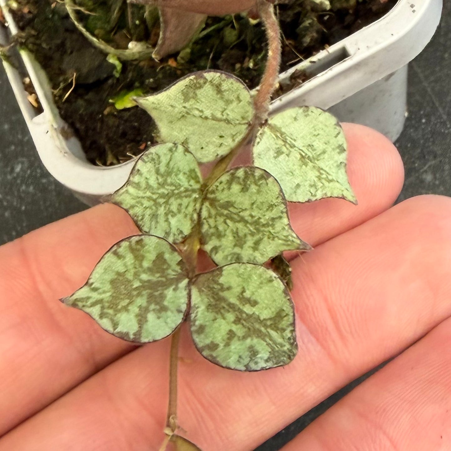 Hoya Curtsii Thailand Form 70mm