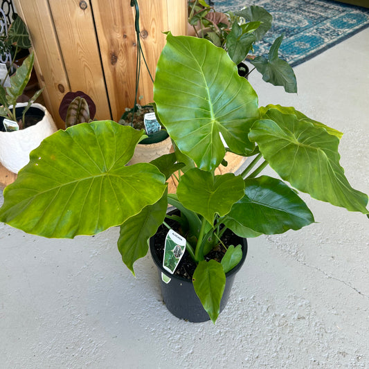 Alocasia Elephant Ear 200mm