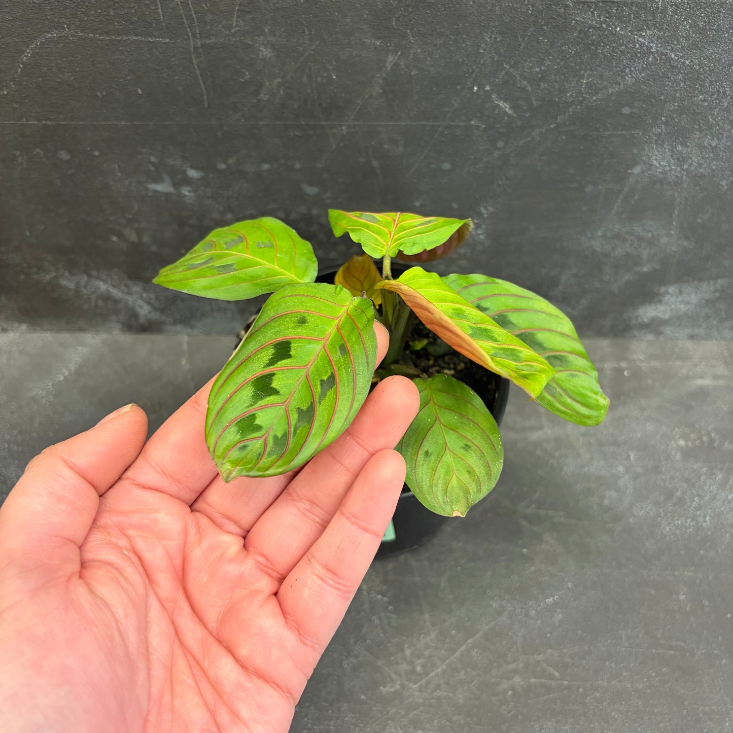 Maranta Red Vein 105mm