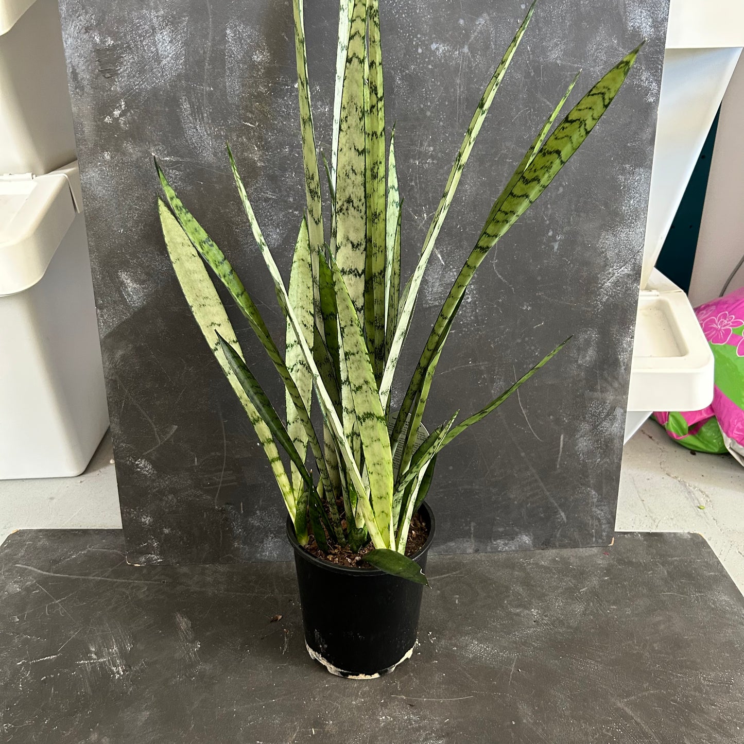 Sanseveria Silver Princess 150mm