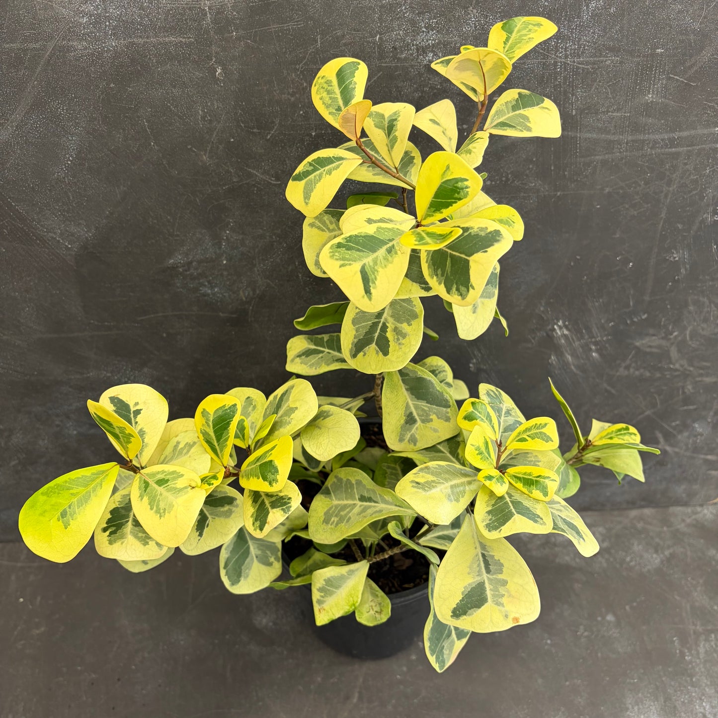 Ficus Triangularis Aurea 180mm