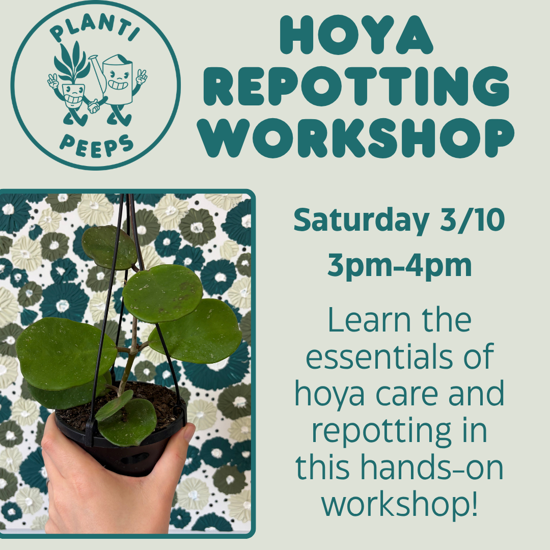 Hoya Repotting Workshop 3/10 3pm-4pm