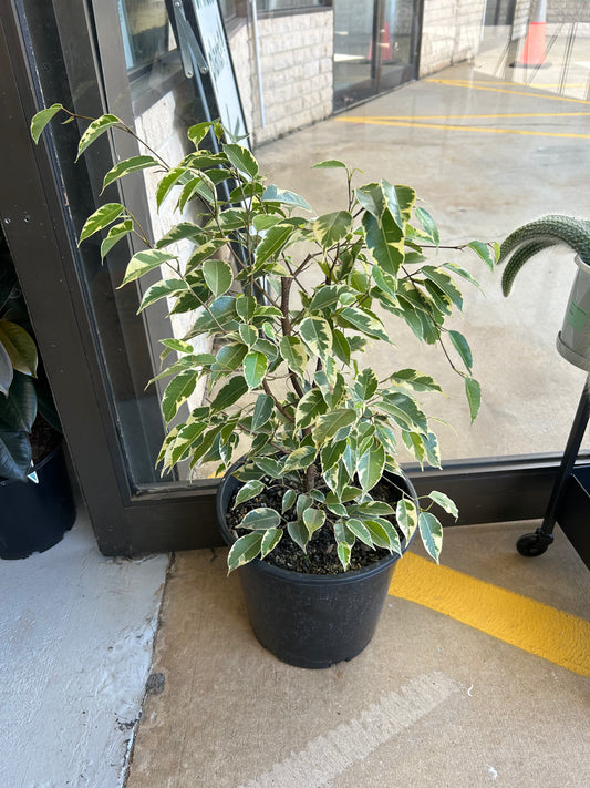 Ficus Benjamina Variegated 200mm
