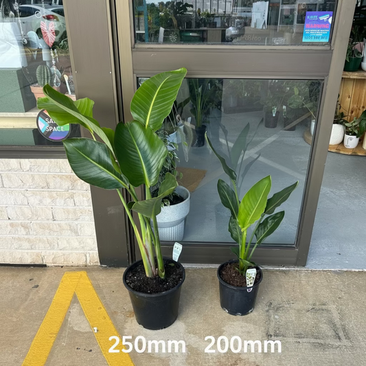 Bird of Paradise 250mm