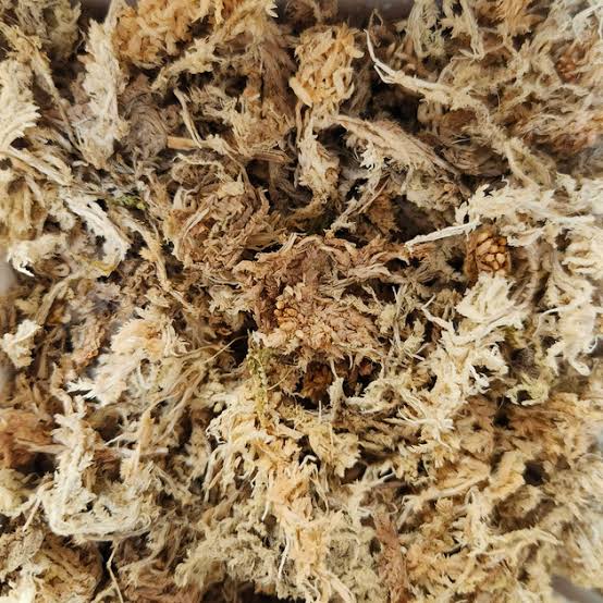 Sphagnum Moss