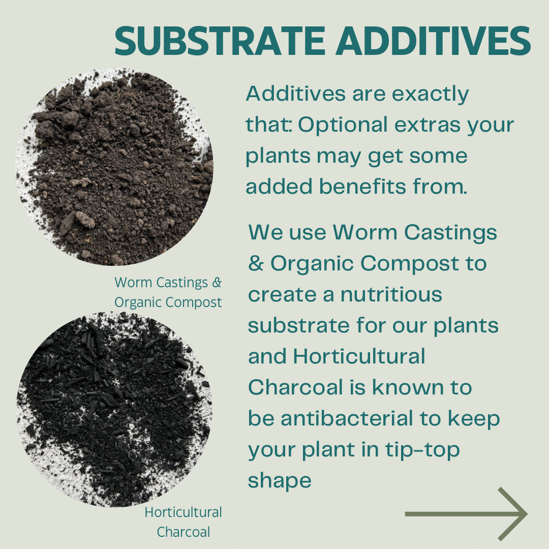 Repot & Grow Essentials Kit