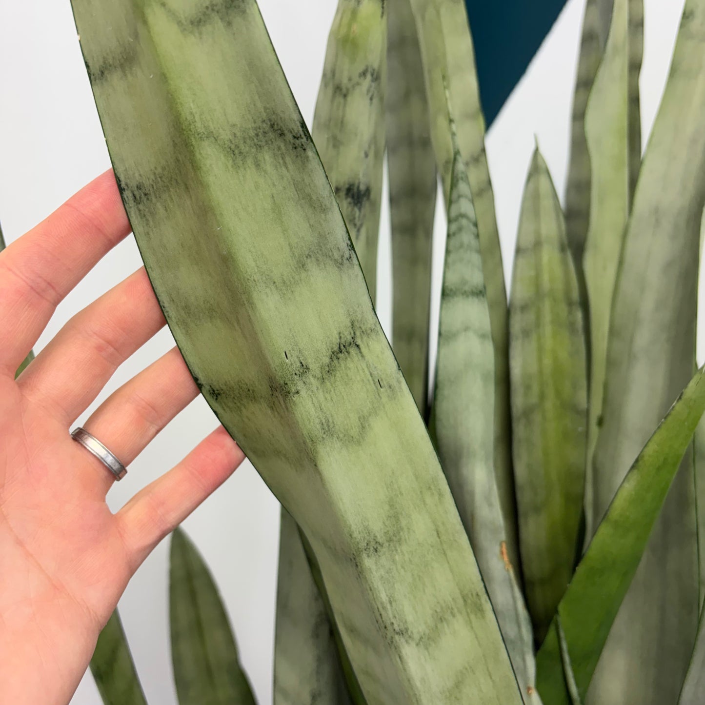 Sansevieria Trifasciata Silver Sword 250mm