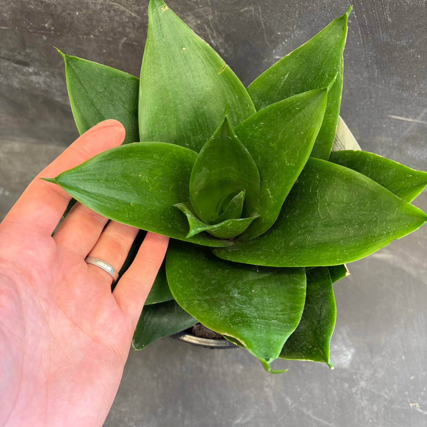 Sansevieria Trifasciata Hahnii Jade 170mm