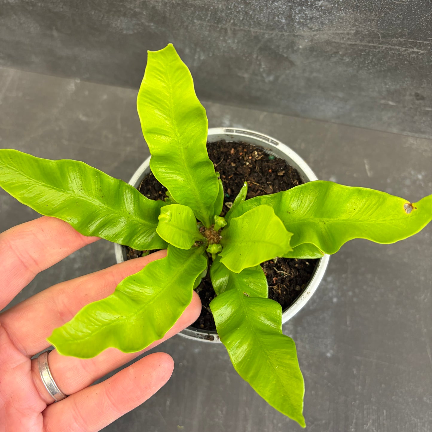 Asplenium Australasicum Birds Nest Fern 105mm