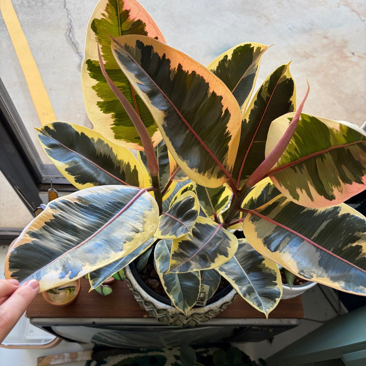Ficus Elastica Tineke 250mm
