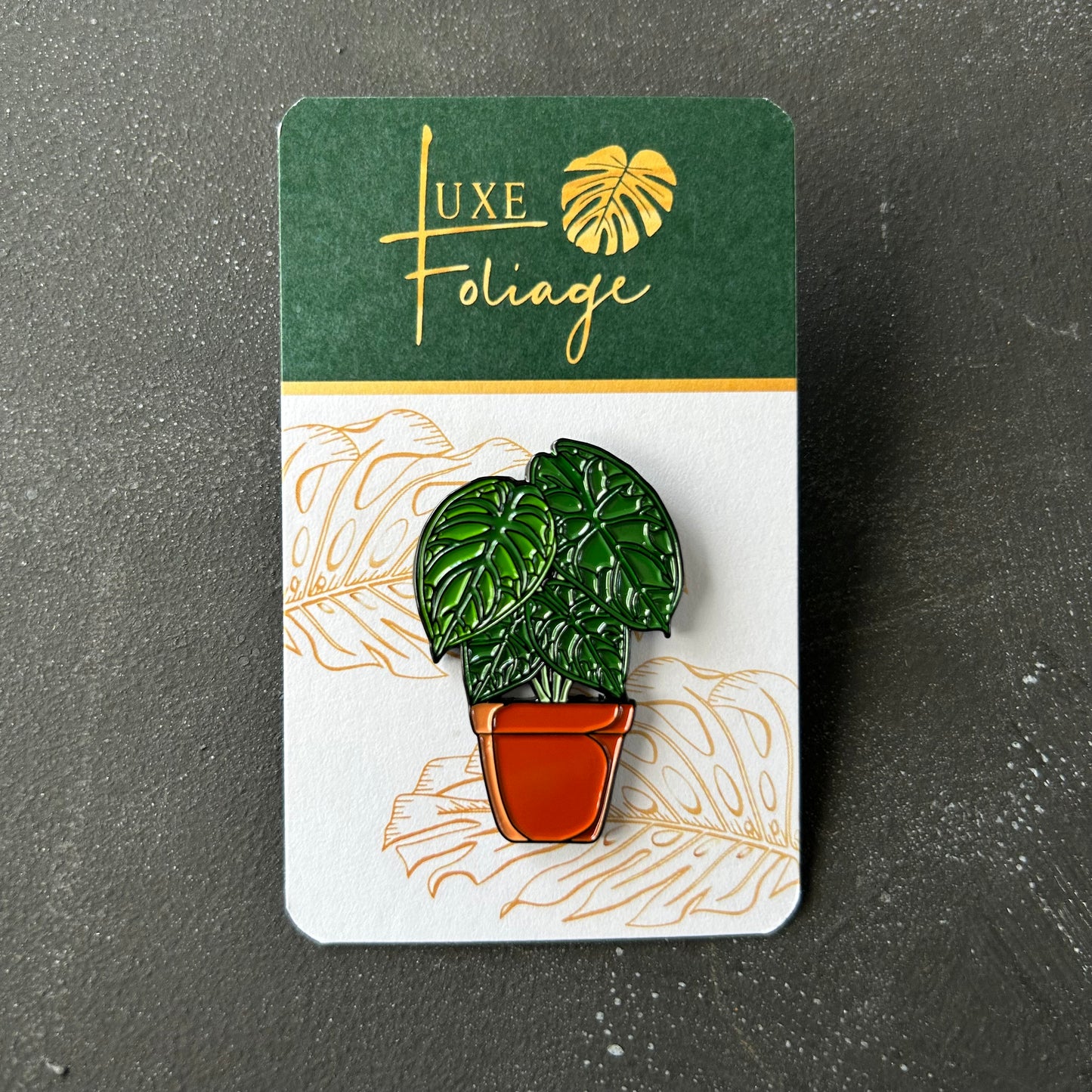 Planti Pin - Alocasias (Assorted)