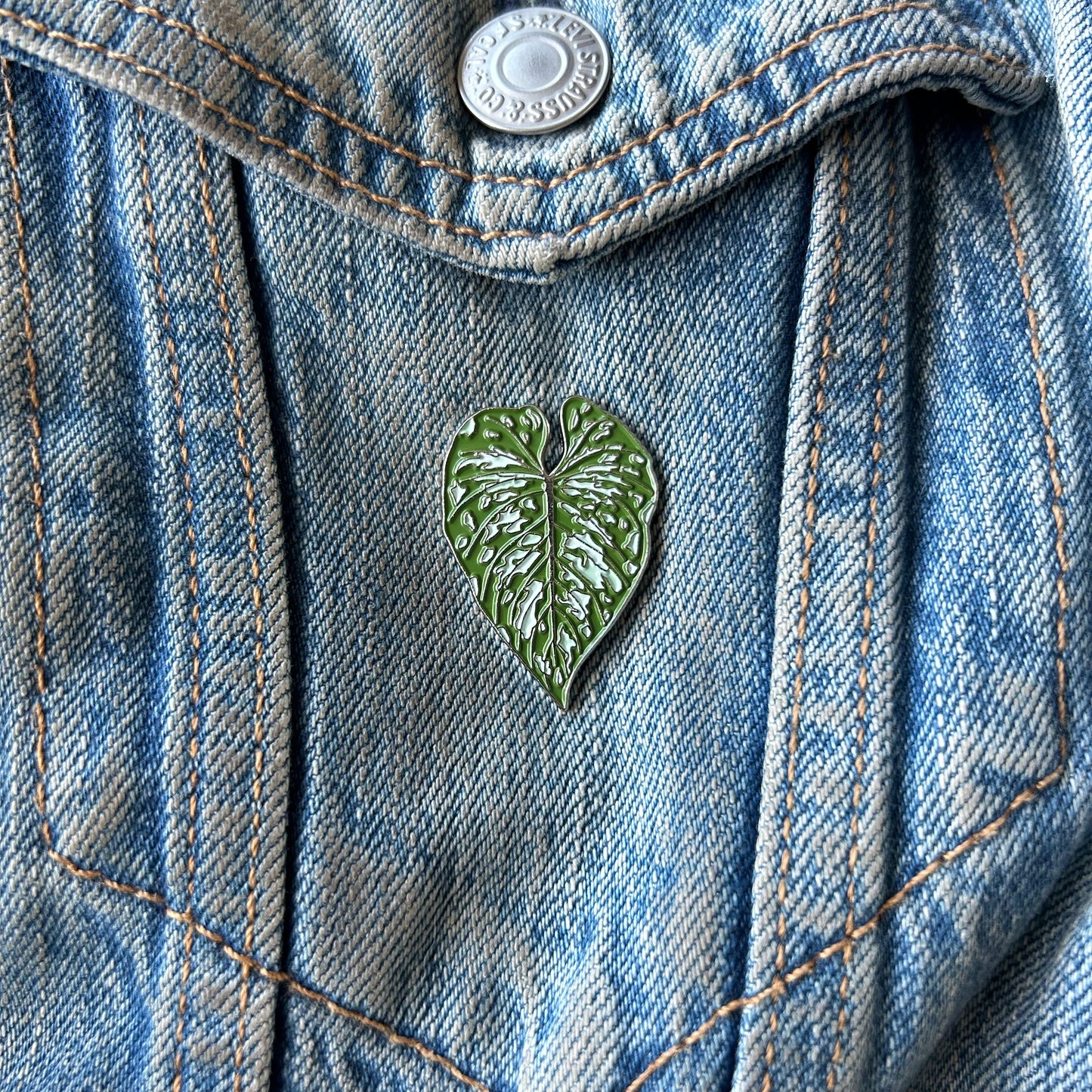 Planti Pin - Philodendron Mamei