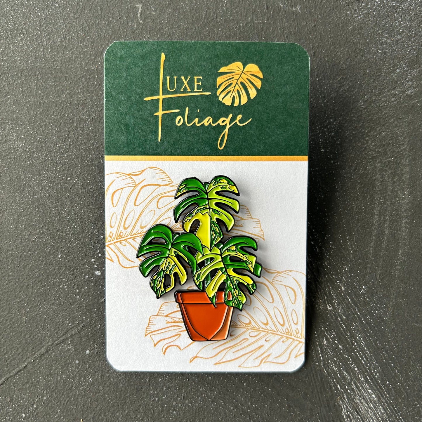Planti Pin - Monstera Aurea