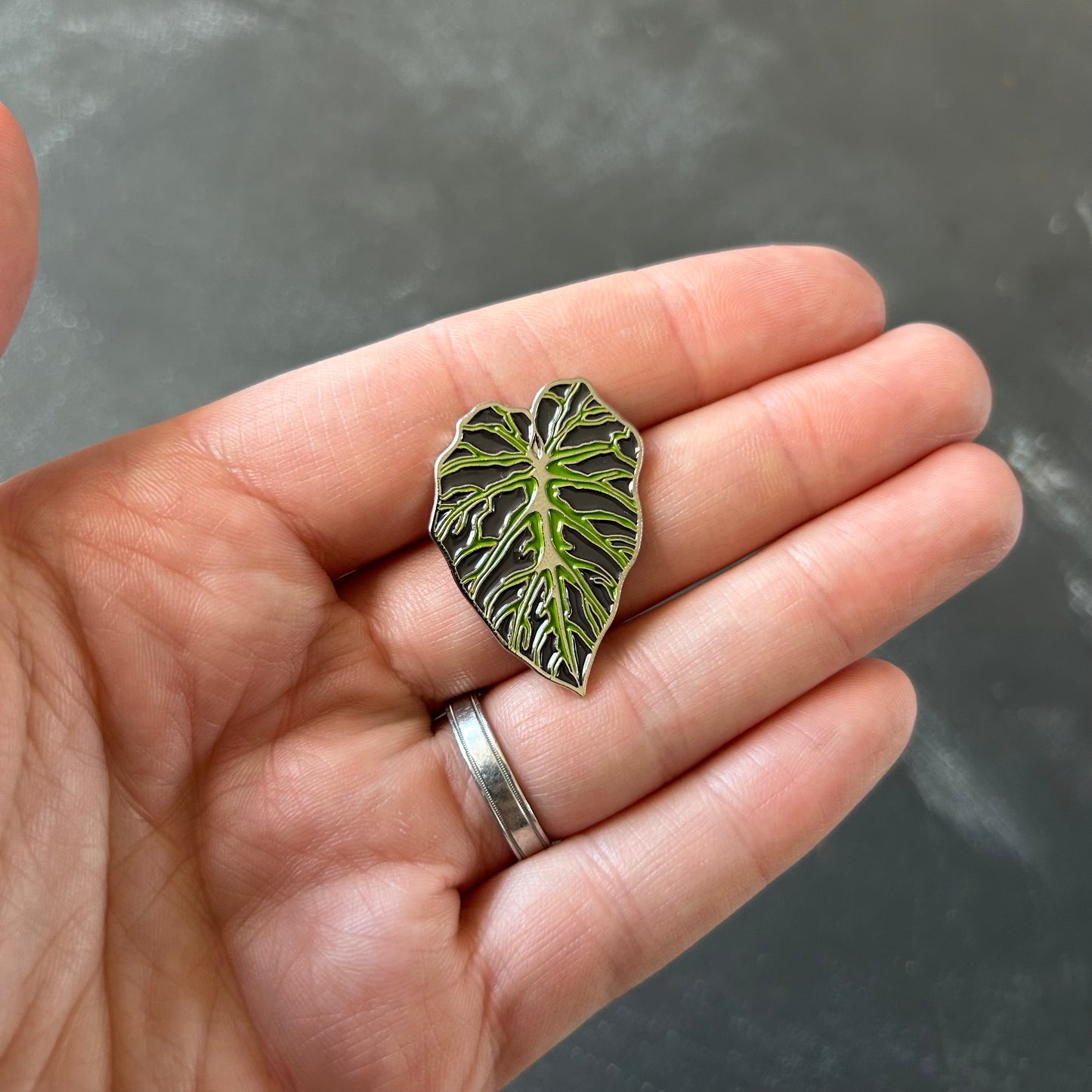 Planti Pin - Philodendron Verrucosum
