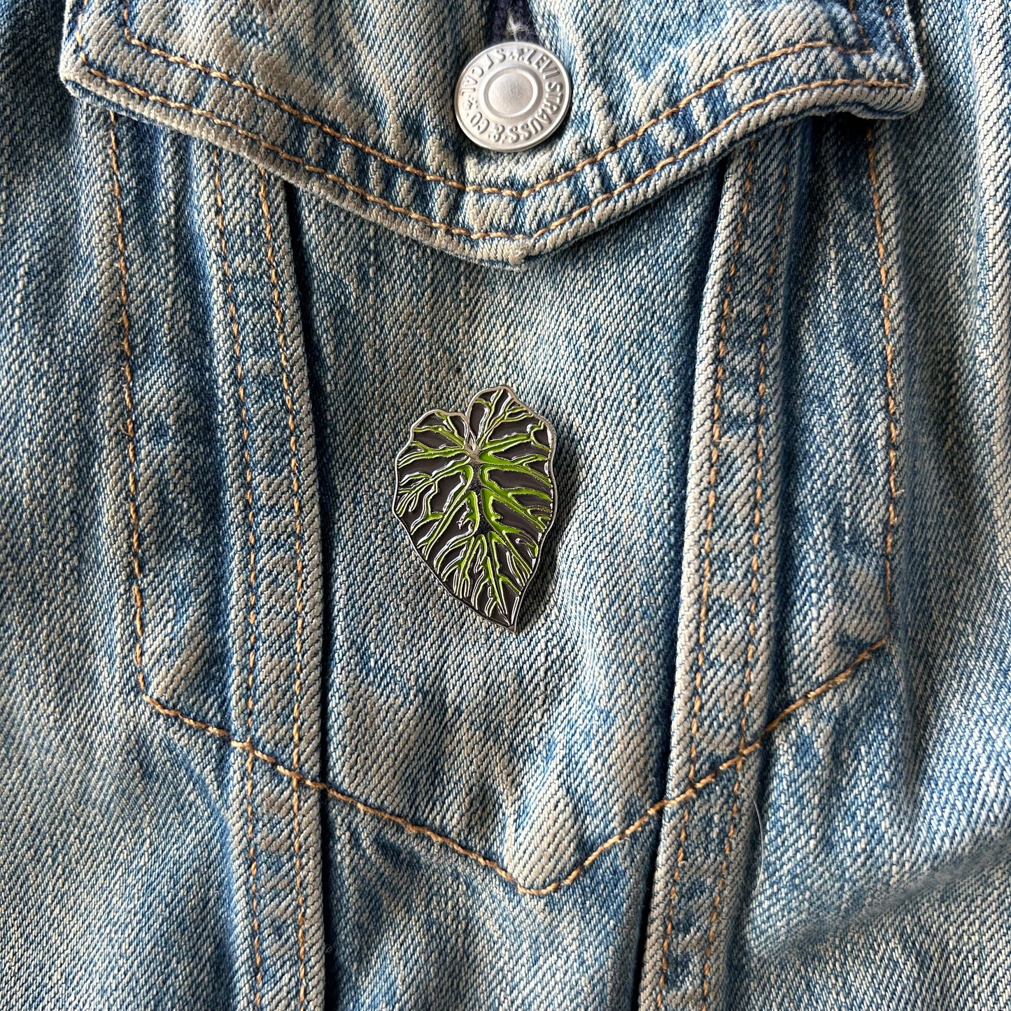 Planti Pin - Philodendron Verrucosum