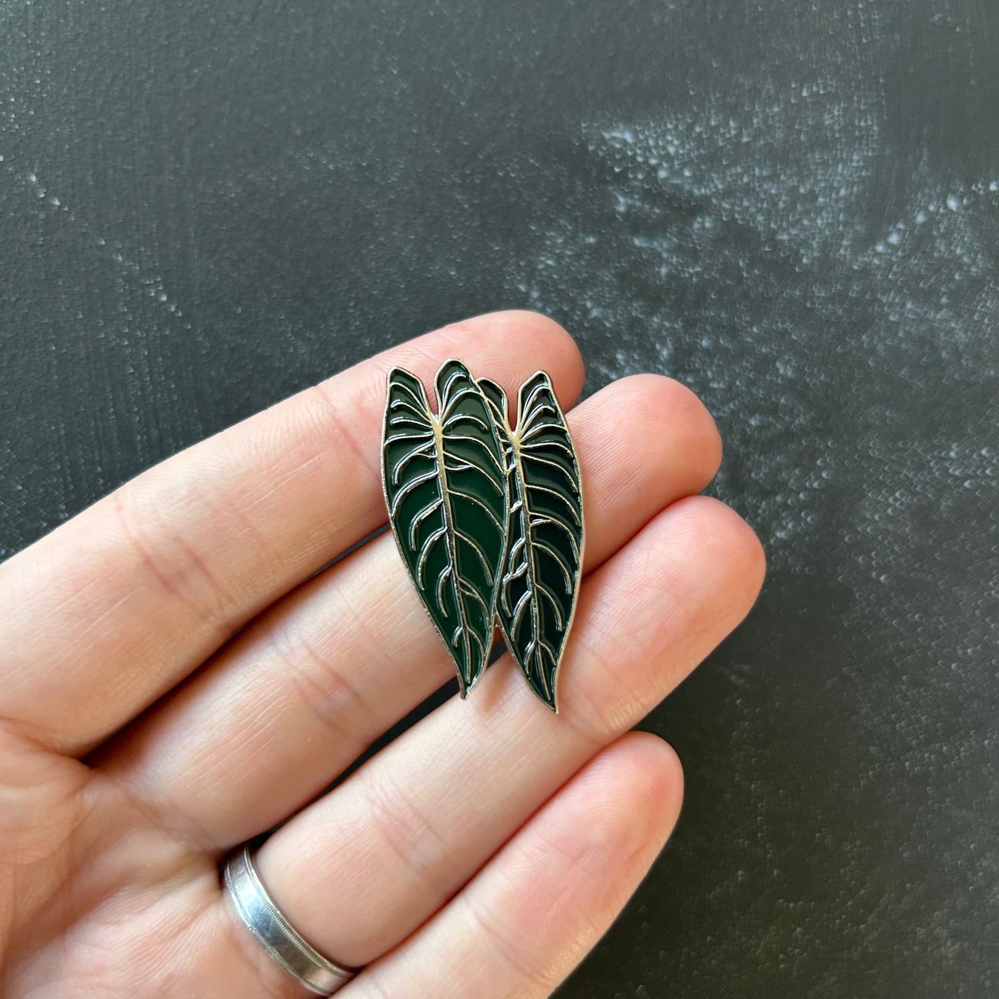 Planti Pin - Philodendron Melanochrysumi