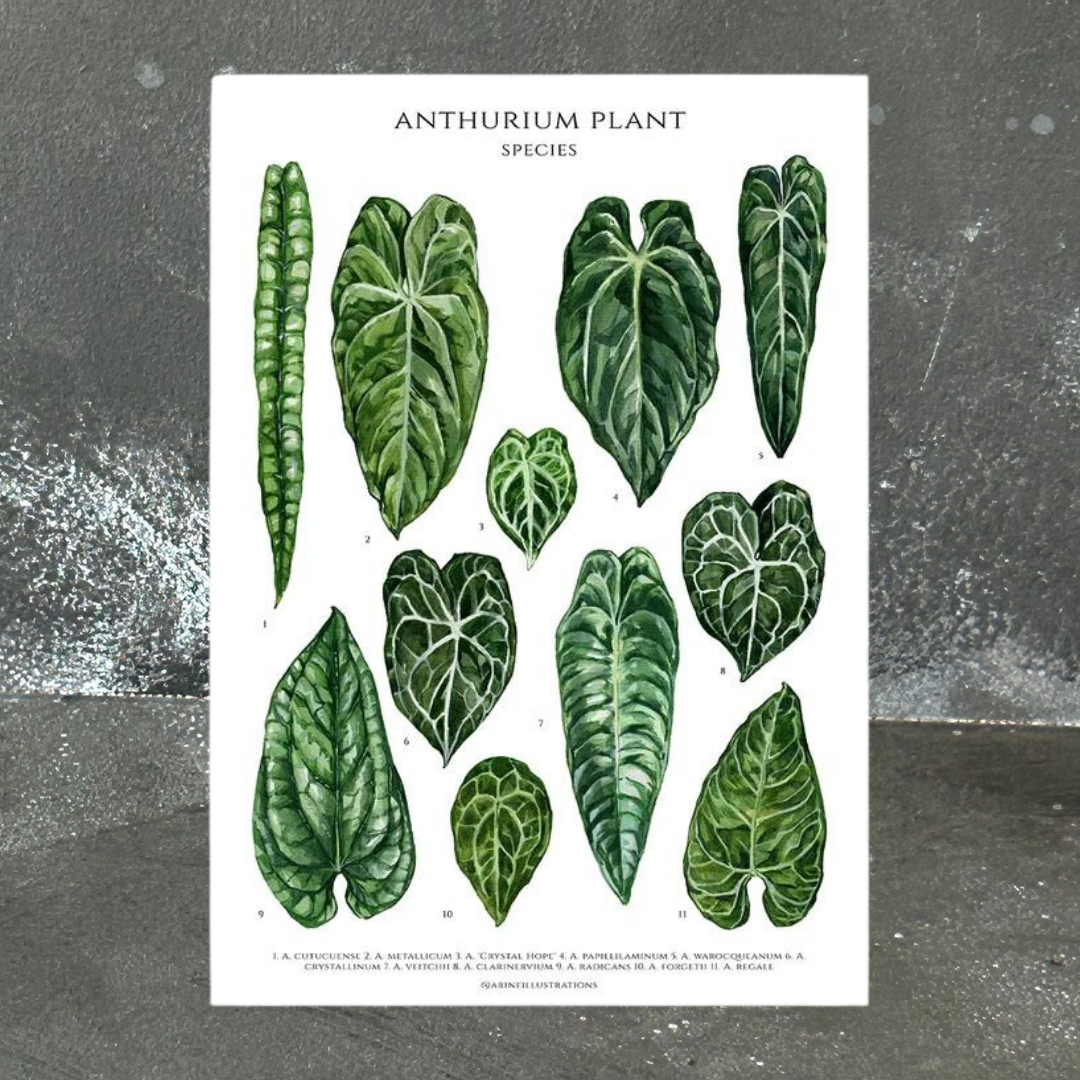 Anthurium Species Print (A4 & A5)