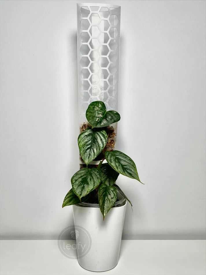 moss pole australia Leafy Moss Pole Large