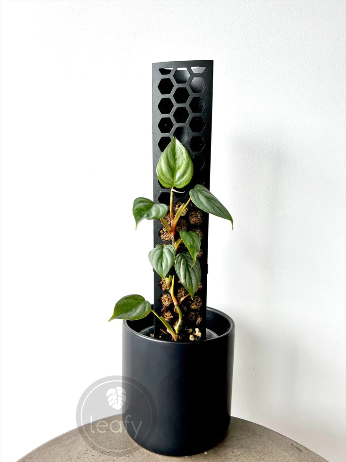 moss pole australia Leafy Moss Pole Small| Indoor Plant Moss Pole Support Australia – Planti Peeps