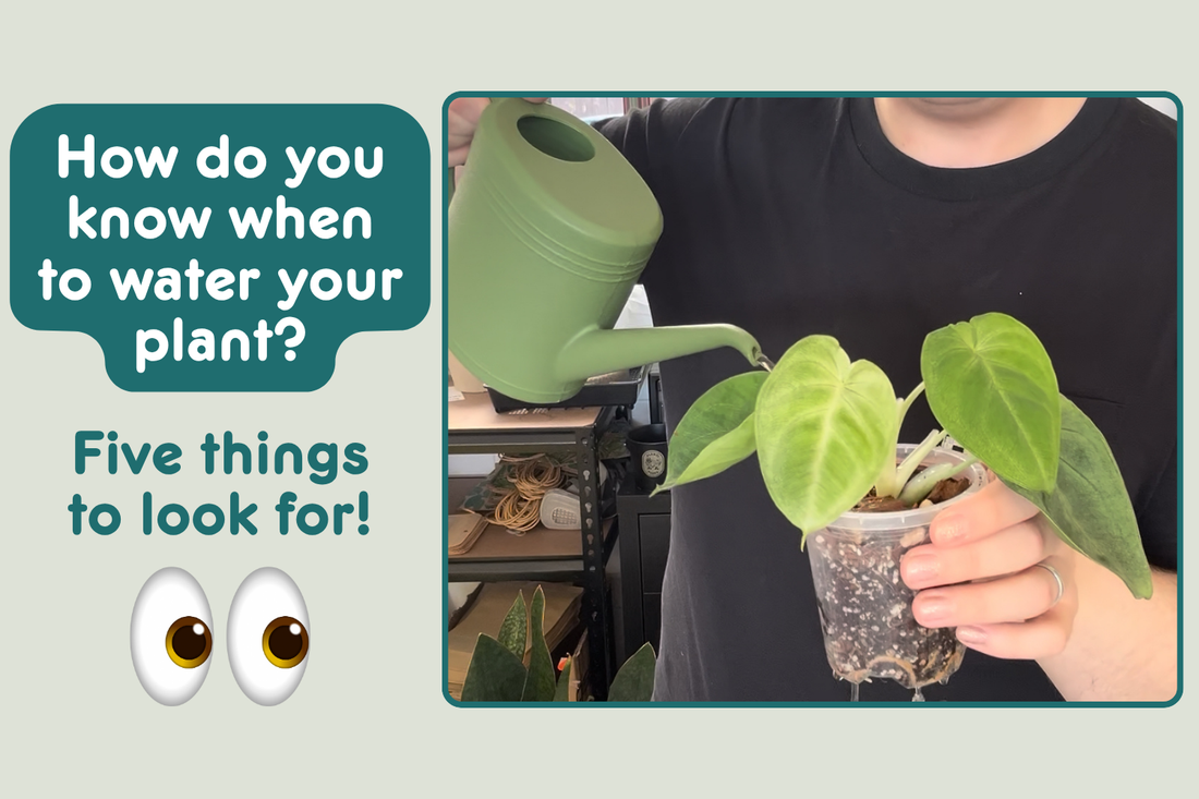 5 Signs Your Plant Is Ready for Water!
