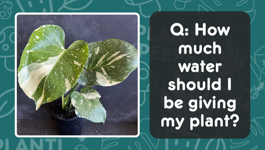 Q: How much water does my plant need each time?