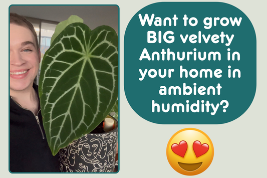 Tips for caring for Anthuriums in ambient humidity!