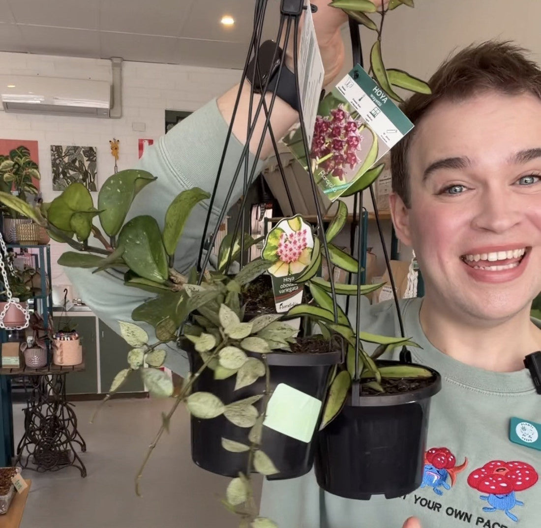 Want healthy Hoyas that flower? Start here!