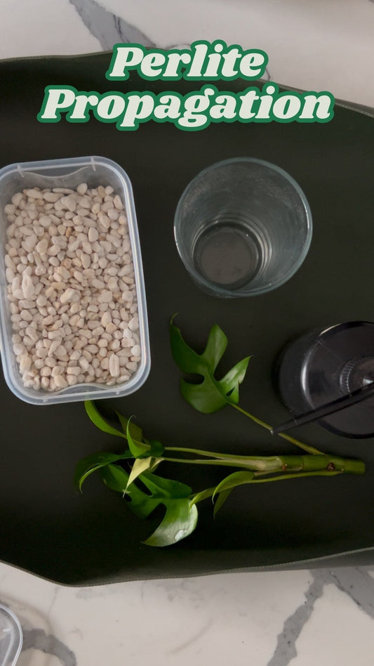 Our favourite way to propagate plants that transfer to soil easier - Perlite!
