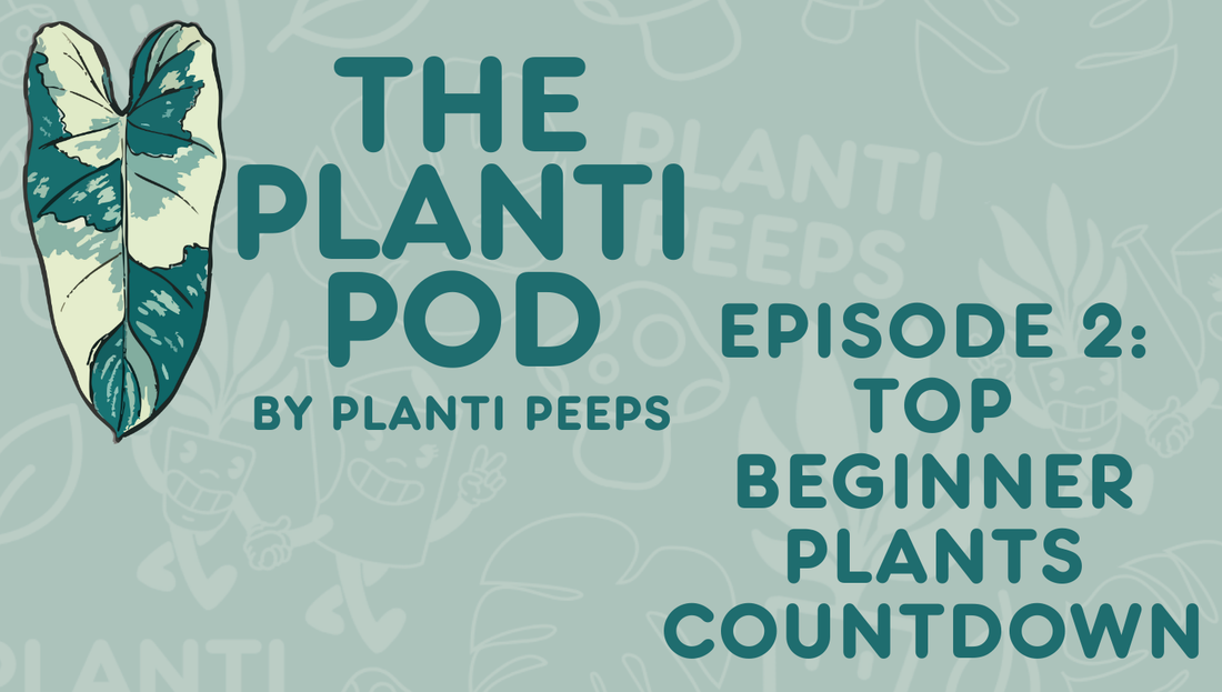 The Planti Episode 2: Top Beginner Plants Countdown