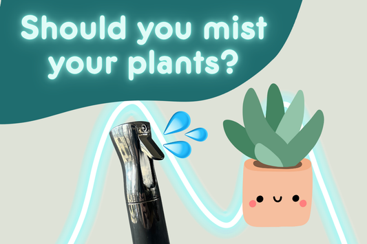 Should you mist your plants?