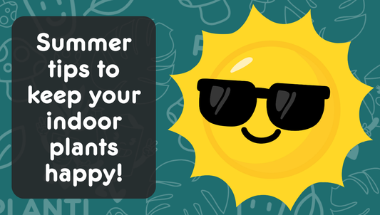 Summer tips for your indoor plants (Yes, indoor plants!)