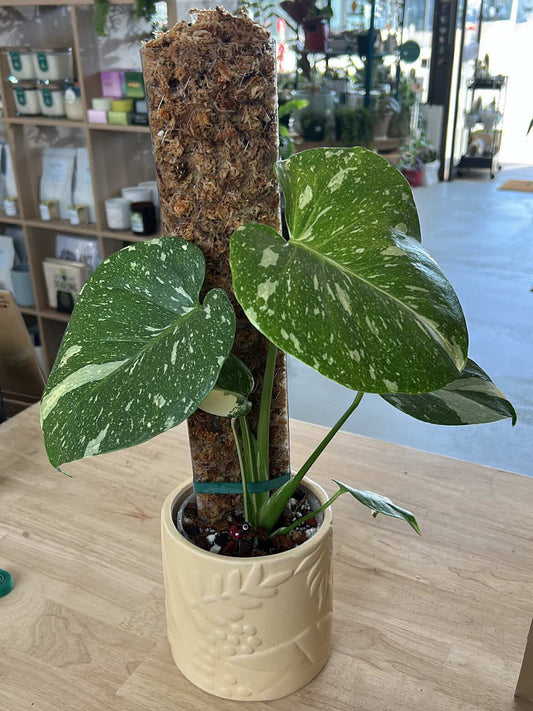 Must-know tips for Monstera!