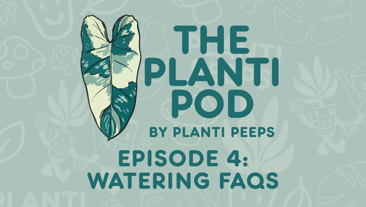 The Planti Pod Episode 4: Watering FAQs
