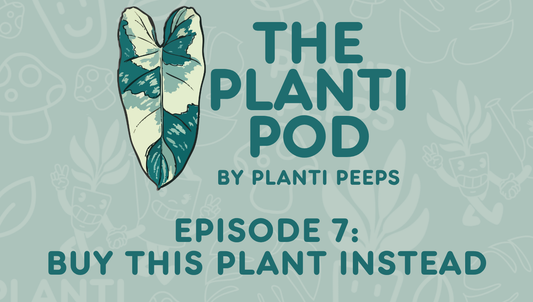 The Planti Pod Episode 7: Buy This Plant Instead