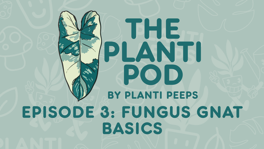 The Planti Episode 3: Fungus Gnat Basics