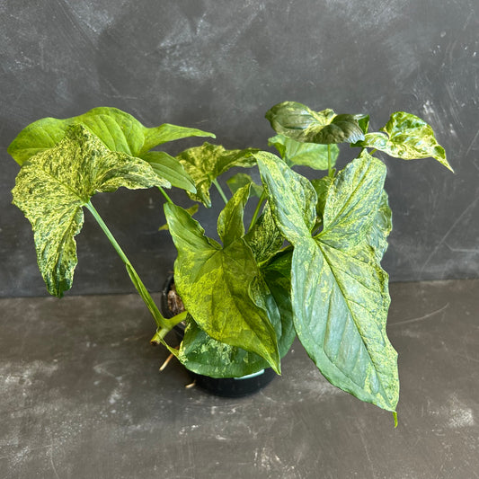 Syngonium Mojito 155mm