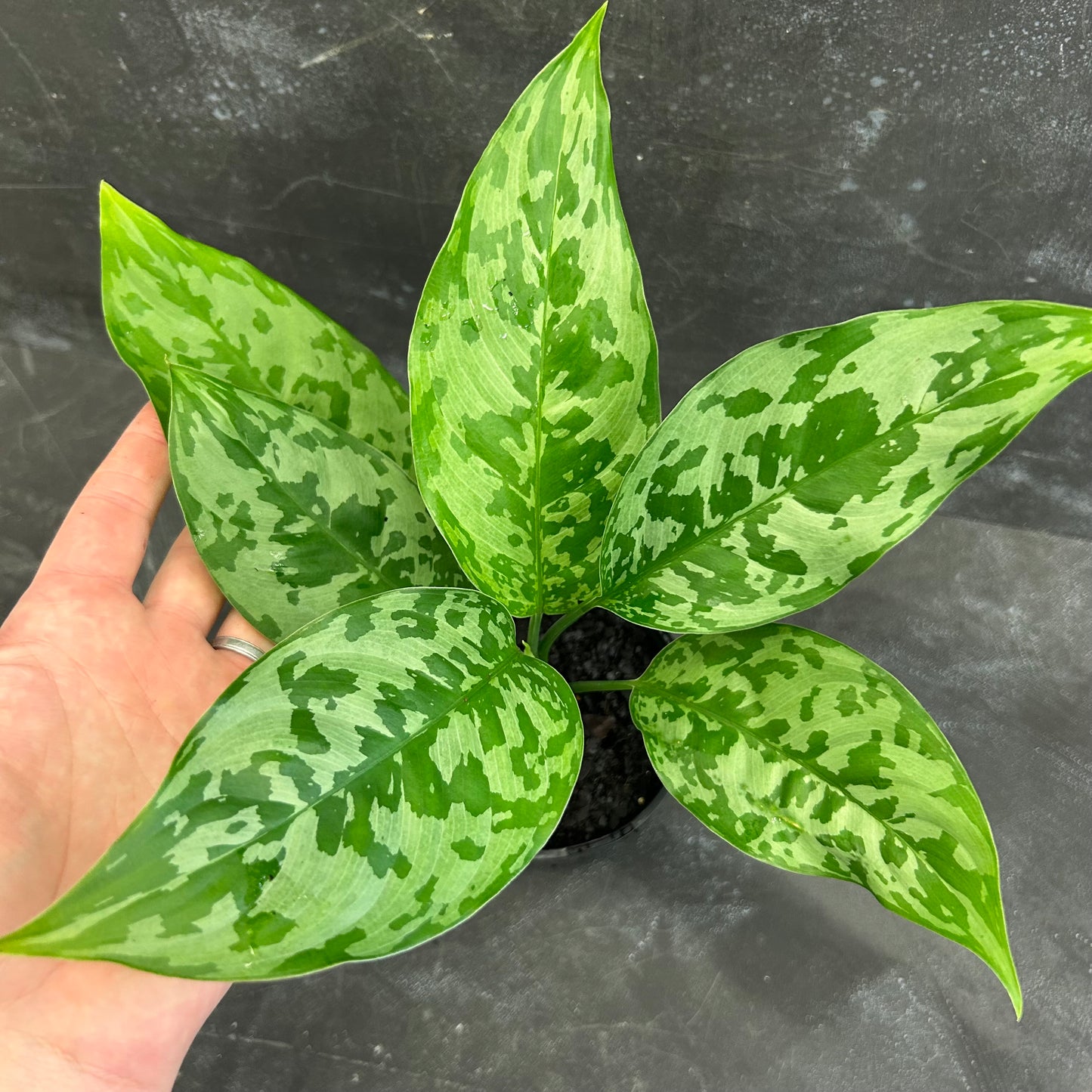Aglaonema Painted Princess 125mm