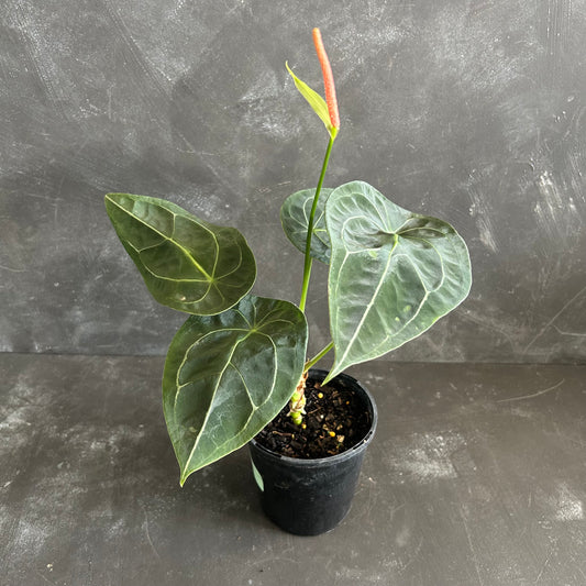 Anthurium Forgetii  125mm