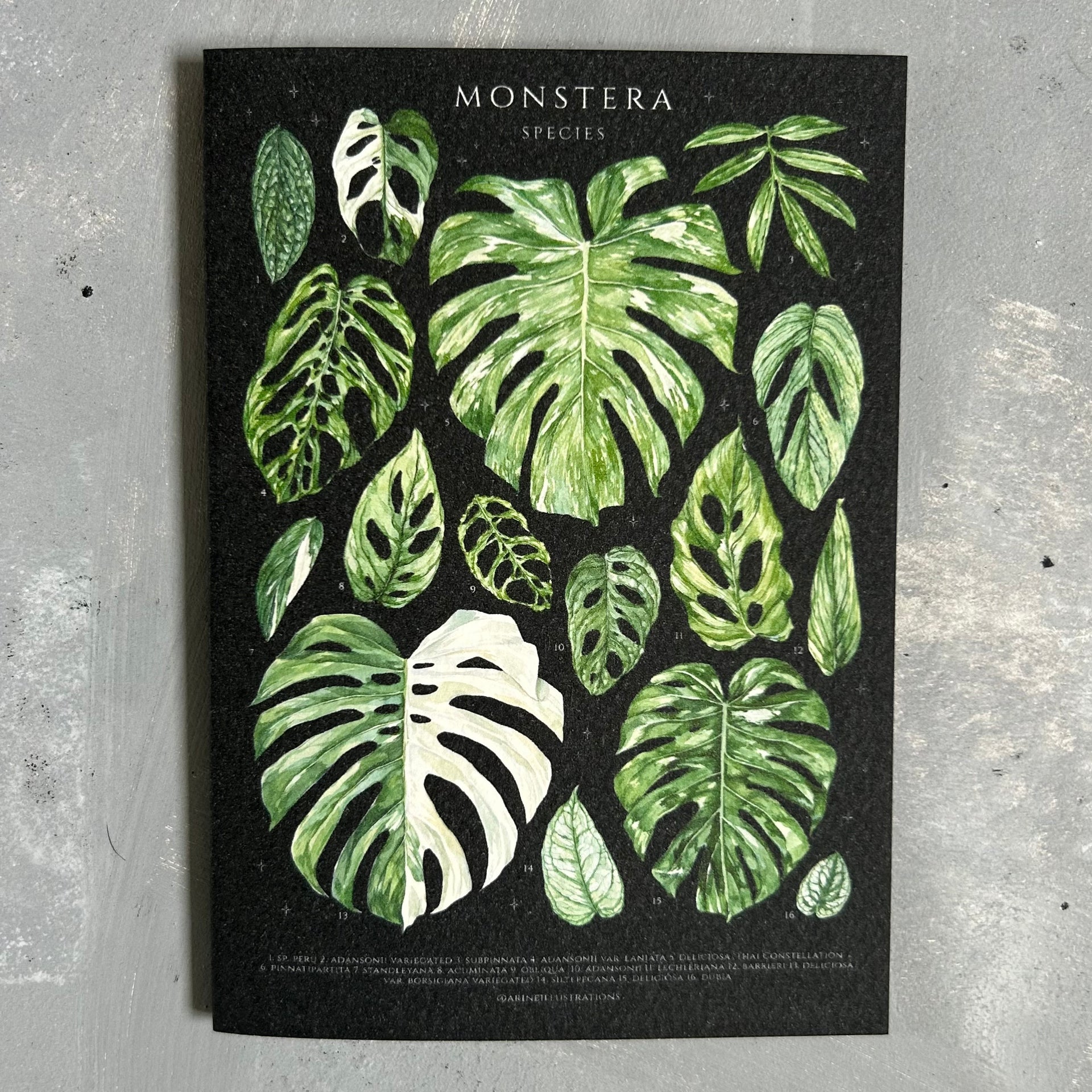monstera species poster with names Monstera Species Card/A6 Mini Poster – Planti Peeps