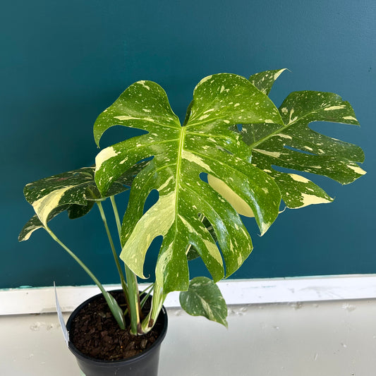 Monstera Thai Constellation 180mm