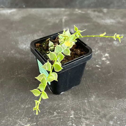 Dischidia Million Hearts Variegated 70mm