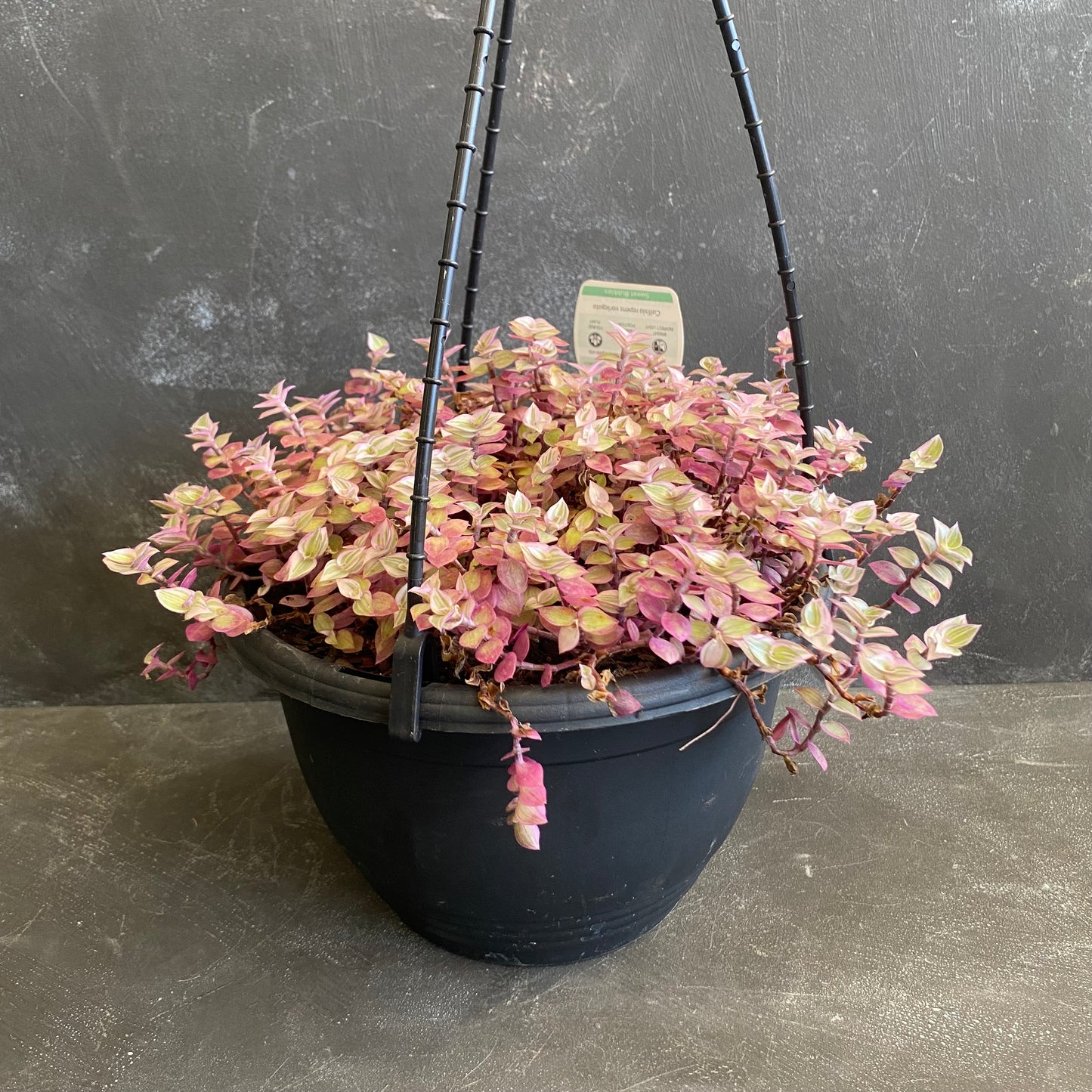 Callisia Repens Pink Lady Hanger 200mm