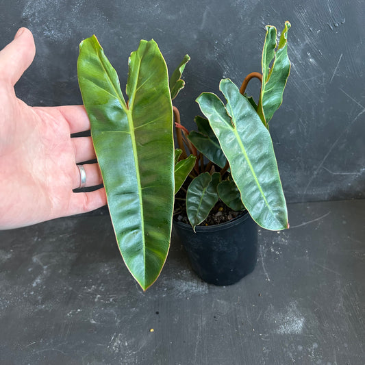 Philodendron Billietiae 125mm