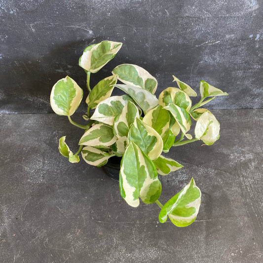 Snow Queen Pothos 90mm